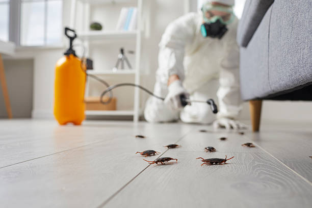 Post-Treatment Bed Bug Interceptor Monitoring in El Paso de Robles